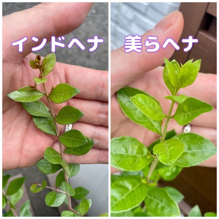 ＃本物を知ってる　＃葉っぱの違い　＃色の違い　＃香りの違い　＃美らヘナ　＃インドヘナ　＃ローソン