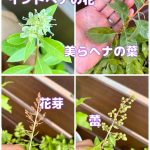 ＃ヘナの花　＃ヘナのつぼみ　＃ヘナの葉っぱ　＃美らヘナ　＃インドヘナ　＃金木犀のような香り