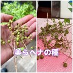 ＃美らヘナの種　＃収穫　＃乾燥　＃美らヘナ　＃国産ヘナ　＃徳島ヘナ　＃阿南ヘナ　＃沖縄ヘナツアー